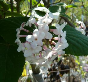 Kalina Carlesova 'Aurora' - Viburnum carlesii 'Aurora'