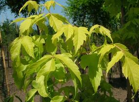 Javor jasanolistý 'Odessanum' - Acer negundo 'Odessanum'