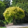 Javor jasanolistý 'Odessanum' - Acer negundo 'Odessanum'