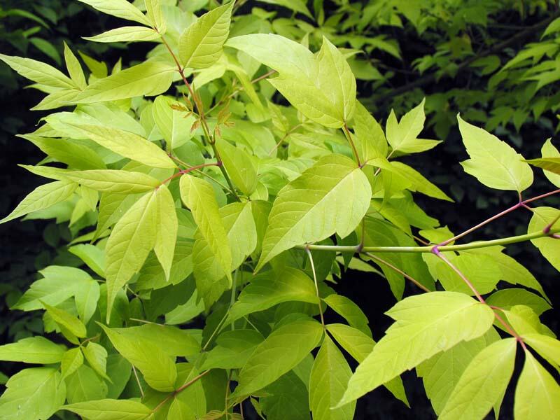 Javor jasanolistý 'Odessanum' - Acer negundo 'Odessanum'