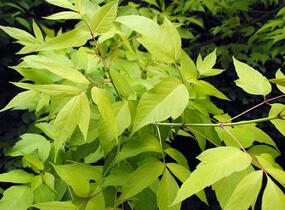 Javor jasanolistý 'Odessanum' - Acer negundo 'Odessanum'