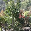 Dub cer 'Curly Head' - Quercus cerris 'Curly Head'