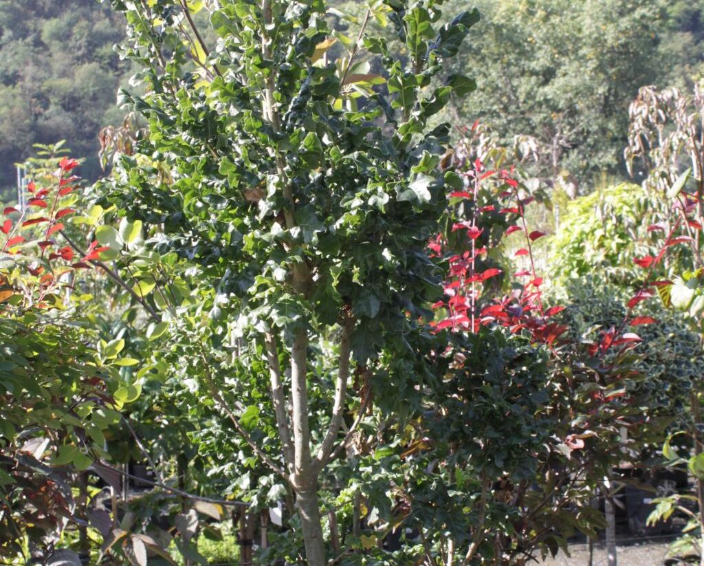 Dub cer 'Curly Head' - Quercus cerris 'Curly Head'