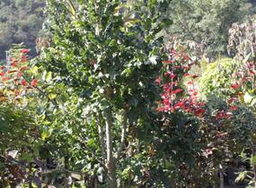 Dub cer 'Curly Head' - Quercus cerris 'Curly Head'