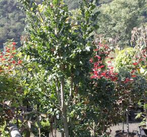 Dub cer 'Curly Head' - Quercus cerris 'Curly Head'