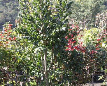 Dub cer 'Curly Head'