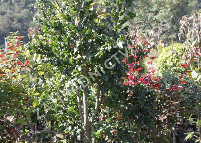 Dub cer 'Curly Head' - Quercus cerris 'Curly Head'