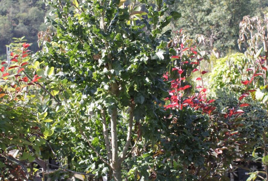 Dub cer 'Curly Head' - Quercus cerris 'Curly Head'