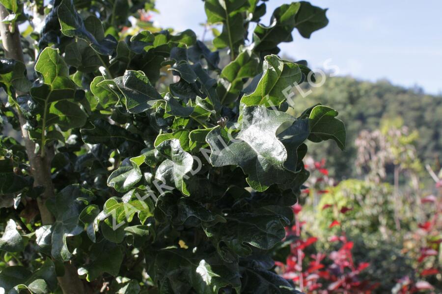 Dub cer 'Curly Head' - Quercus cerris 'Curly Head'