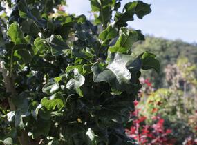 Dub cer 'Curly Head' - Quercus cerris 'Curly Head'