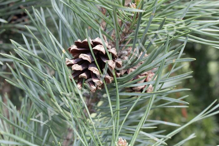 Borovice lesní 'Fastigiata' - Pinus sylvestris 'Fastigiata'