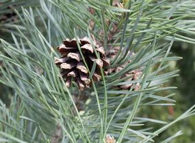 Borovice lesní 'Fastigiata' - Pinus sylvestris 'Fastigiata'
