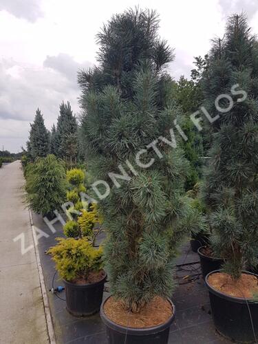 Borovice lesní 'Fastigiata' - Pinus sylvestris 'Fastigiata'