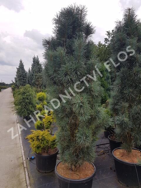 Borovice lesní 'Fastigiata' - Pinus sylvestris 'Fastigiata'