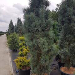 Borovice lesní 'Fastigiata' - Pinus sylvestris 'Fastigiata'