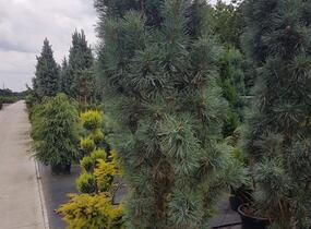 Borovice lesní 'Fastigiata' - Pinus sylvestris 'Fastigiata'