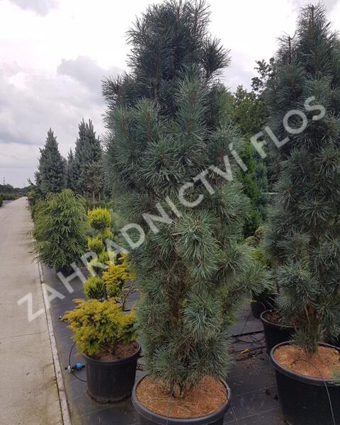 Borovice lesní 'Fastigiata' - Pinus sylvestris 'Fastigiata'