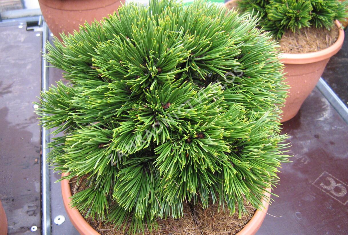 Borovice bělokorá 'Schmidtii' - Pinus heldreichii 'Schmidtii'