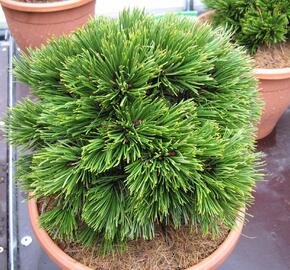 Borovice bělokorá 'Schmidtii' - Pinus heldreichii 'Schmidtii'