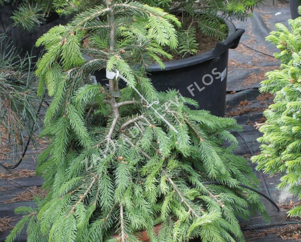 Smrk ztepilý 'Formanek' - Picea abies 'Formanek'
