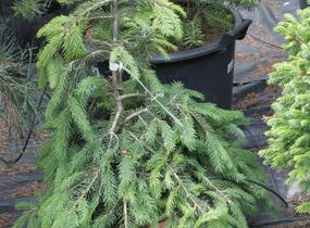 Smrk ztepilý 'Formanek' - Picea abies 'Formanek'