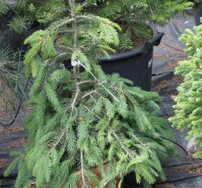 Smrk ztepilý 'Formanek' - Picea abies 'Formanek'