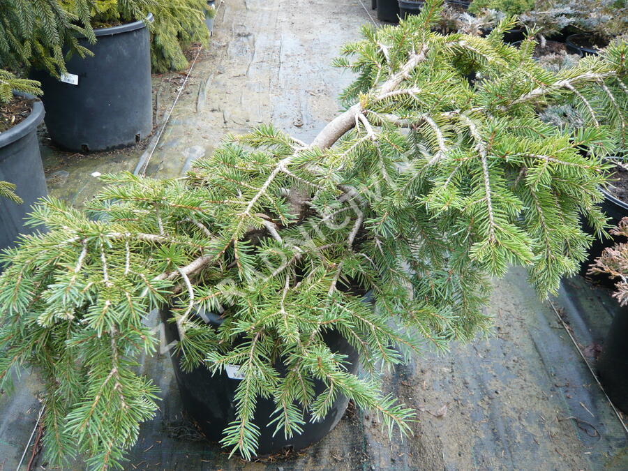 Smrk ztepilý 'Formanek' - Picea abies 'Formanek'