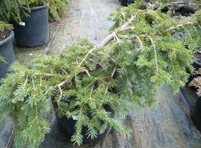 Smrk ztepilý 'Formanek' - Picea abies 'Formanek'