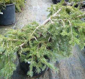 Smrk ztepilý 'Formanek' - Picea abies 'Formanek'