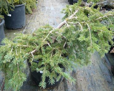 Smrk ztepilý 'Formanek'