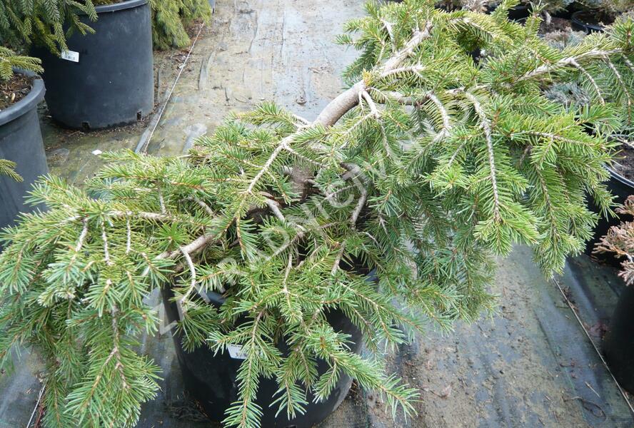 Smrk ztepilý 'Formanek' - Picea abies 'Formanek'