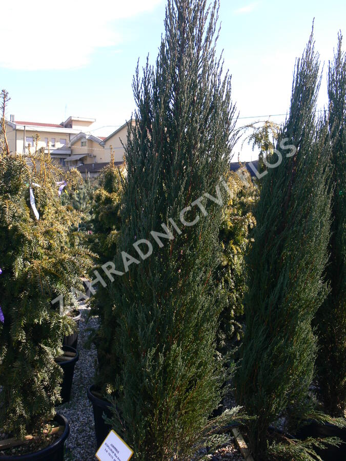 Jalovec skalní 'Blue Arrow' - Juniperus scopulorum 'Blue Arrow'