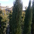 Jalovec skalní 'Blue Arrow' - Juniperus scopulorum 'Blue Arrow'