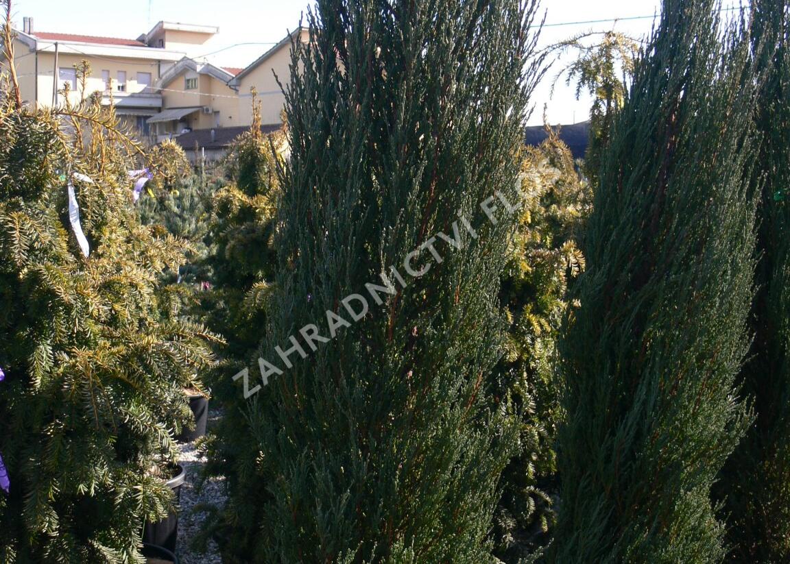 Jalovec skalní 'Blue Arrow' - Juniperus scopulorum 'Blue Arrow'