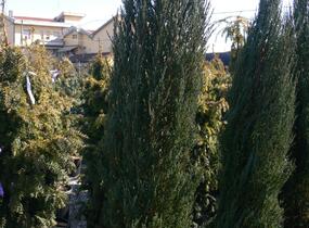 Jalovec skalní 'Blue Arrow' - Juniperus scopulorum 'Blue Arrow'