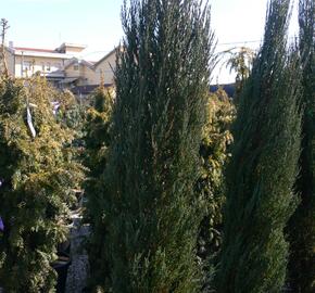 Jalovec skalní 'Blue Arrow' - Juniperus scopulorum 'Blue Arrow'