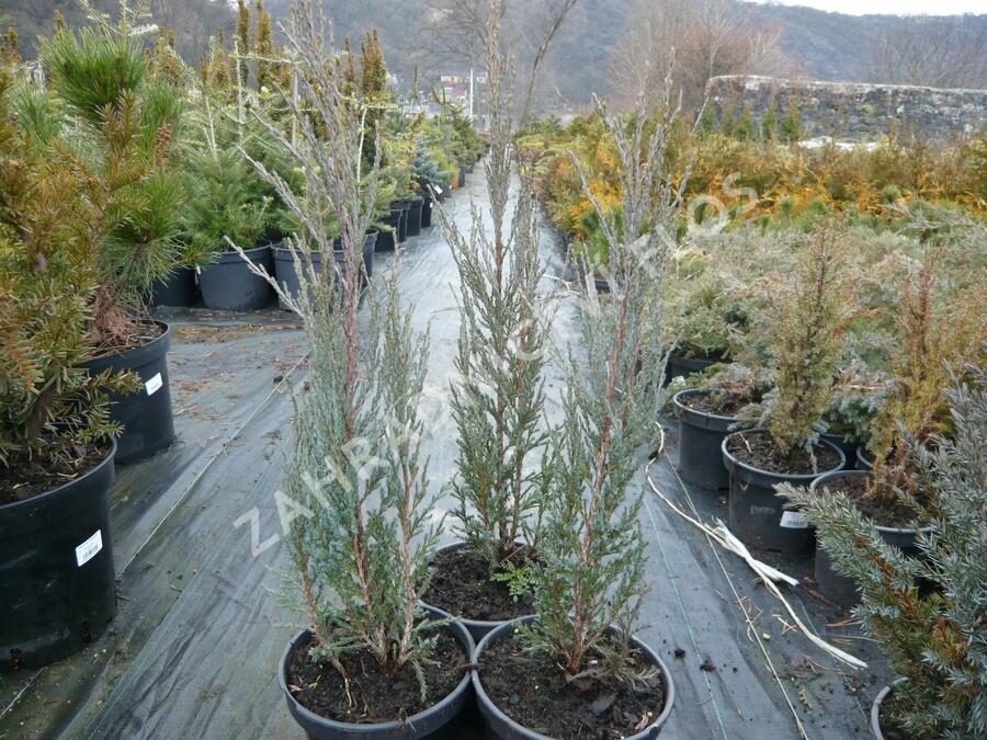 Jalovec skalní 'Blue Arrow' - Juniperus scopulorum 'Blue Arrow'