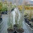 Jalovec skalní 'Blue Arrow' - Juniperus scopulorum 'Blue Arrow'