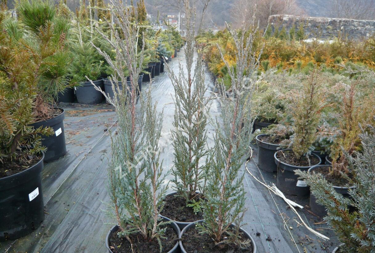 Jalovec skalní 'Blue Arrow' - Juniperus scopulorum 'Blue Arrow'