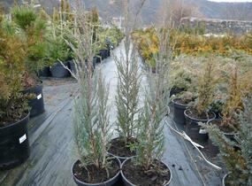 Jalovec skalní 'Blue Arrow' - Juniperus scopulorum 'Blue Arrow'