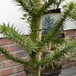 Blahočet chilský - Araucaria araucana
