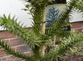 Blahočet chilský - Araucaria araucana