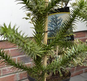 Blahočet chilský - Araucaria araucana