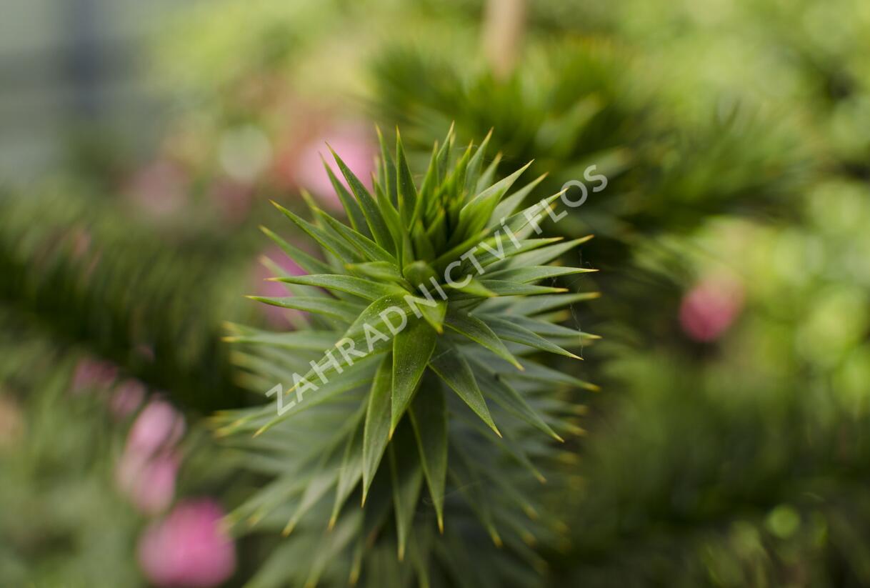 Blahočet chilský - Araucaria araucana