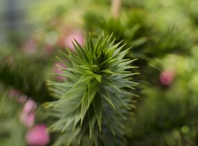 Blahočet chilský - Araucaria araucana