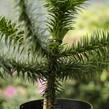 Blahočet chilský - Araucaria araucana