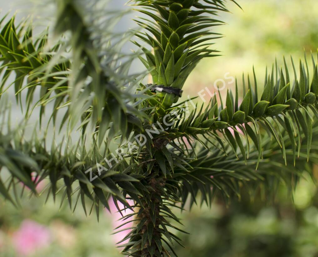 Blahočet chilský - Araucaria araucana