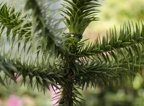 Blahočet chilský - Araucaria araucana