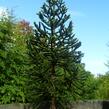Blahočet chilský - Araucaria araucana