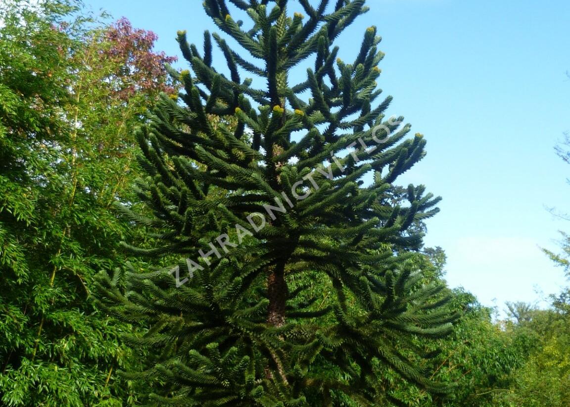 Blahočet chilský - Araucaria araucana